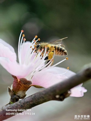 【醉春山】小蜜蜂太忙啦