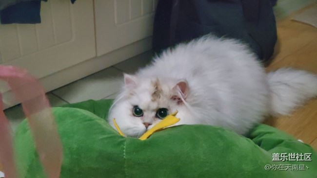 給大家看下我的小貓咪