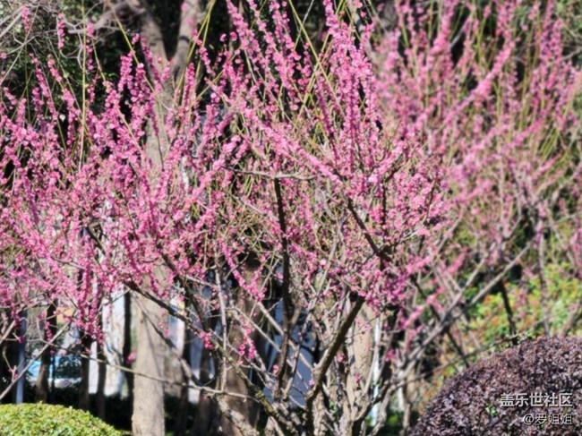 【春暖花開】+粉