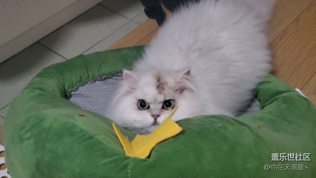 給大家看下我的小貓咪