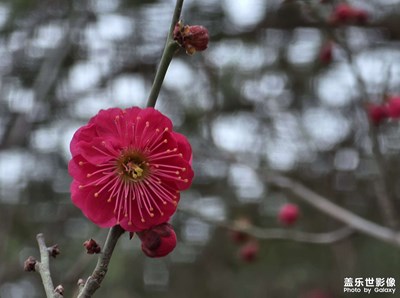 【醉春山】紅梅吐蕊