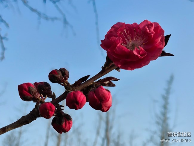 [春和景明】春天的花開了