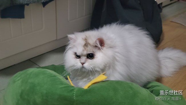 給大家看下我的小貓咪