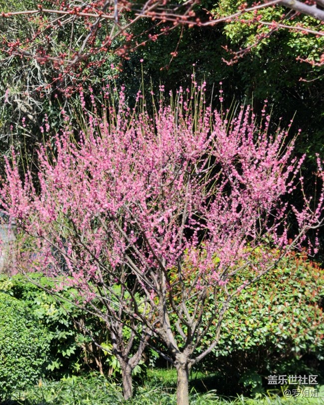 【春暖花開】+粉