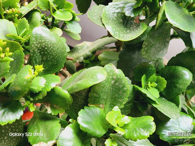 【春暖花開】我養(yǎng)的花花草草