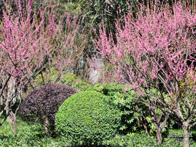 【春暖花開】+粉