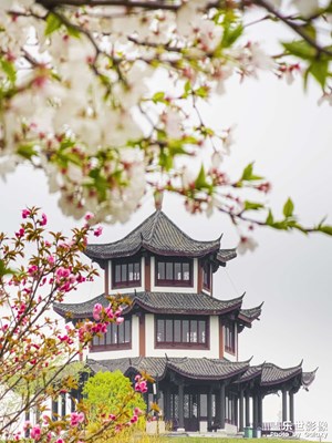 【醉春山】花博園繁花似錦