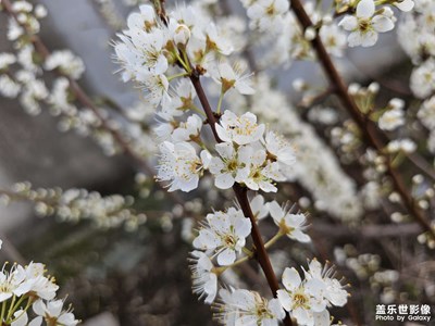 【醉春山】+梨花飄香