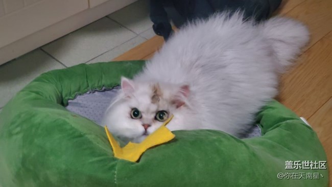 給大家看下我的小貓咪