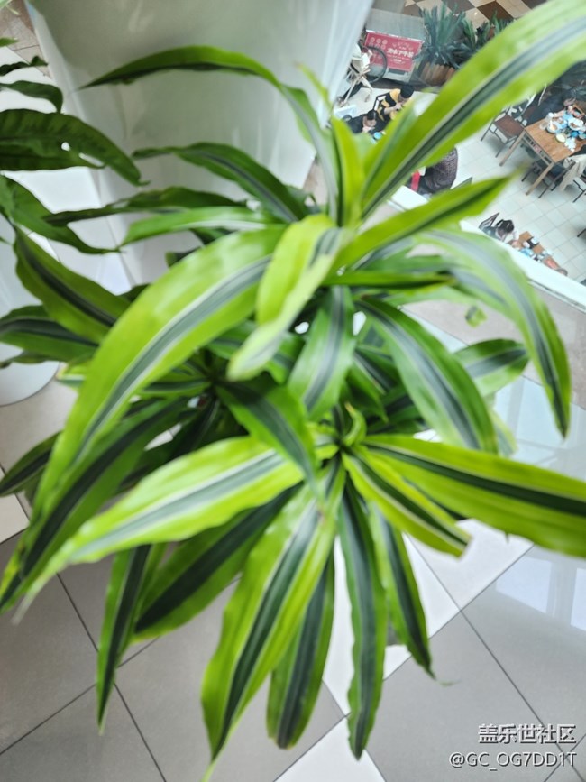 【春暖花開】室內(nèi)與室外春天的對比