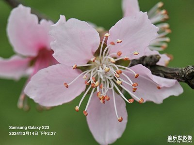 【醉春山】春日花花好