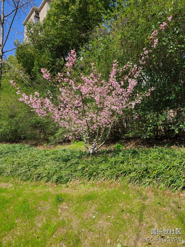 【春芽萌生】路邊花開