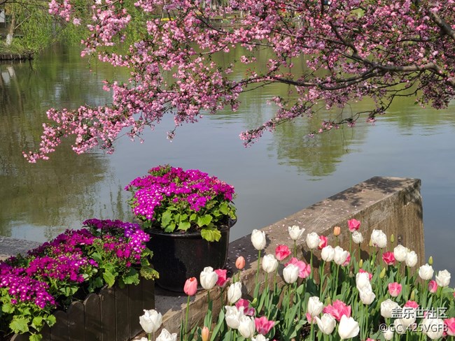 【生活中的小美好】 花開美景