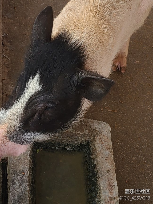 【長(zhǎng)焦的美】小動(dòng)物