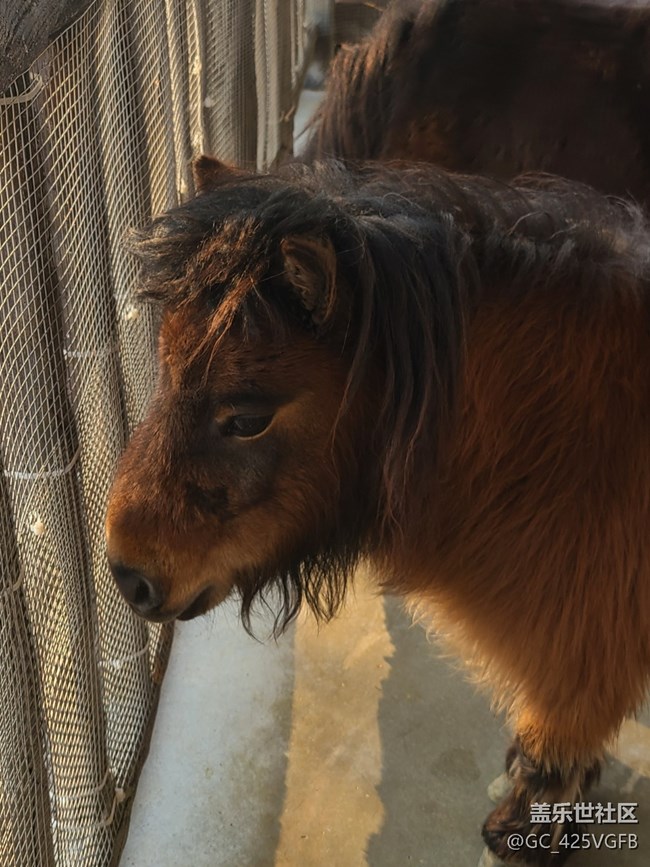 【長(zhǎng)焦的美】小動(dòng)物