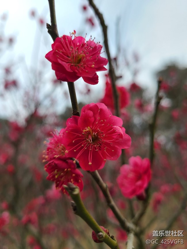 【春影留痕】早春美景