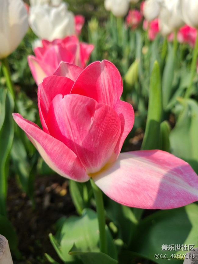 【生活中的小美好】 花開美景