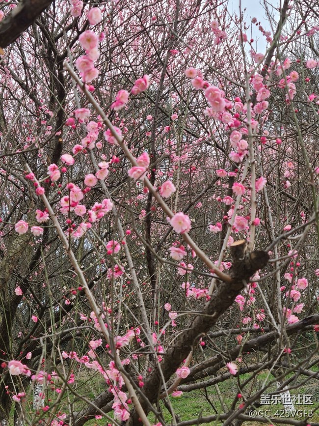 【春影留痕】早春美景