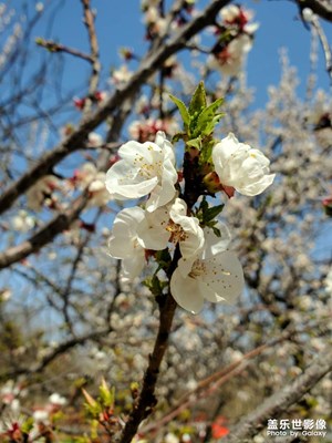 【醉春山】+春日印象