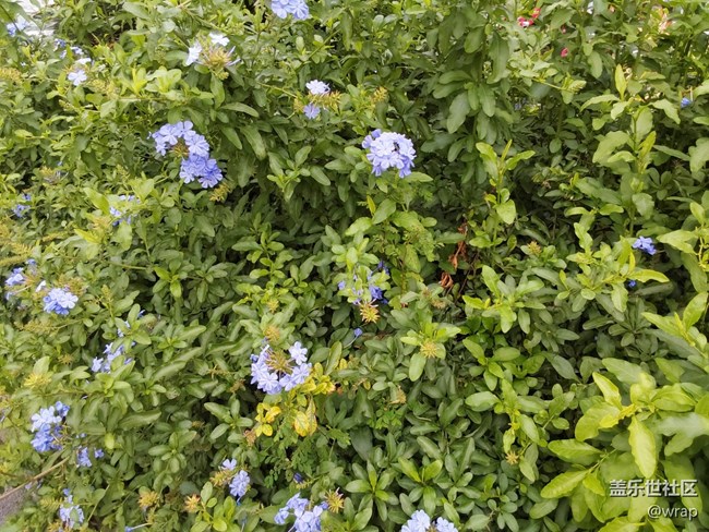 【萬物復(fù)蘇的春天】花開了