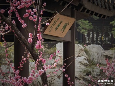 【醉春山】春梅