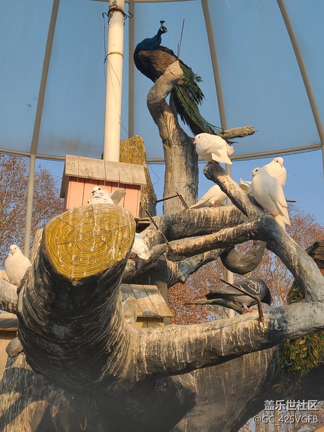 【長(zhǎng)焦的美】小動(dòng)物