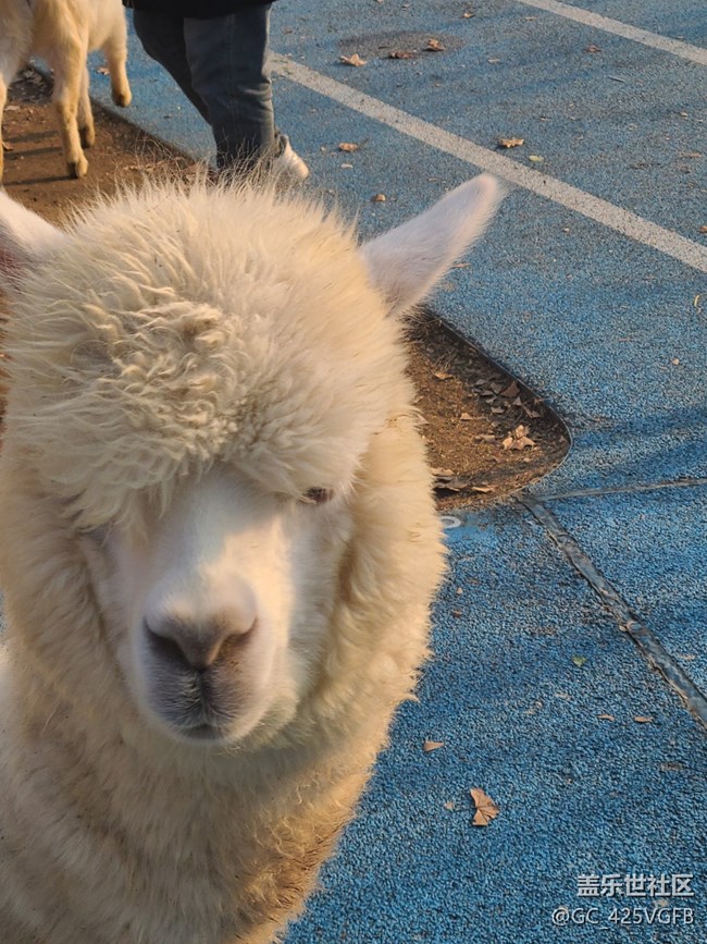 【長(zhǎng)焦的美】小動(dòng)物