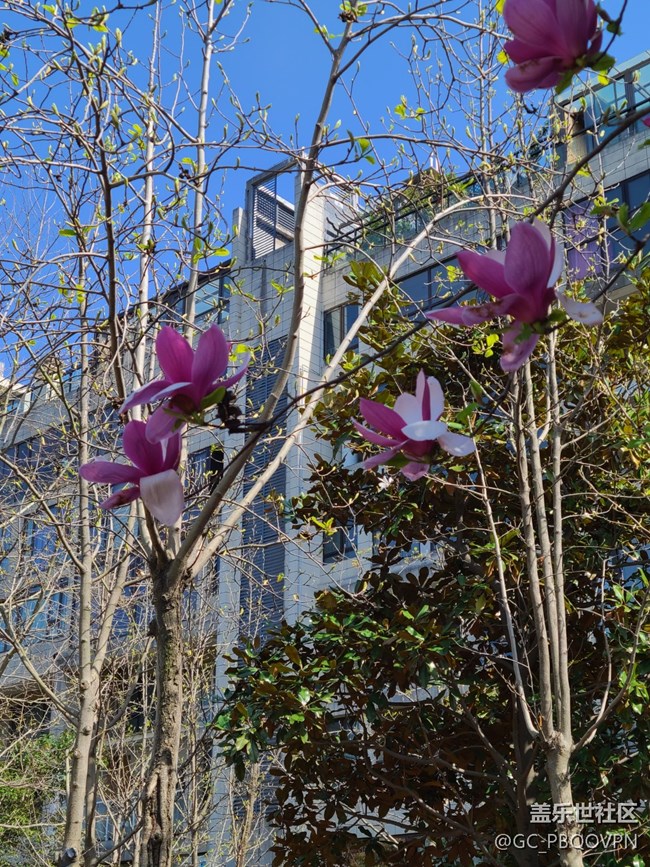 【春芽萌生】路邊花開