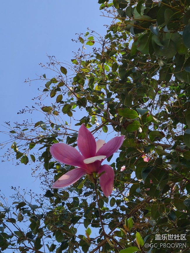 【春芽萌生】路邊花開