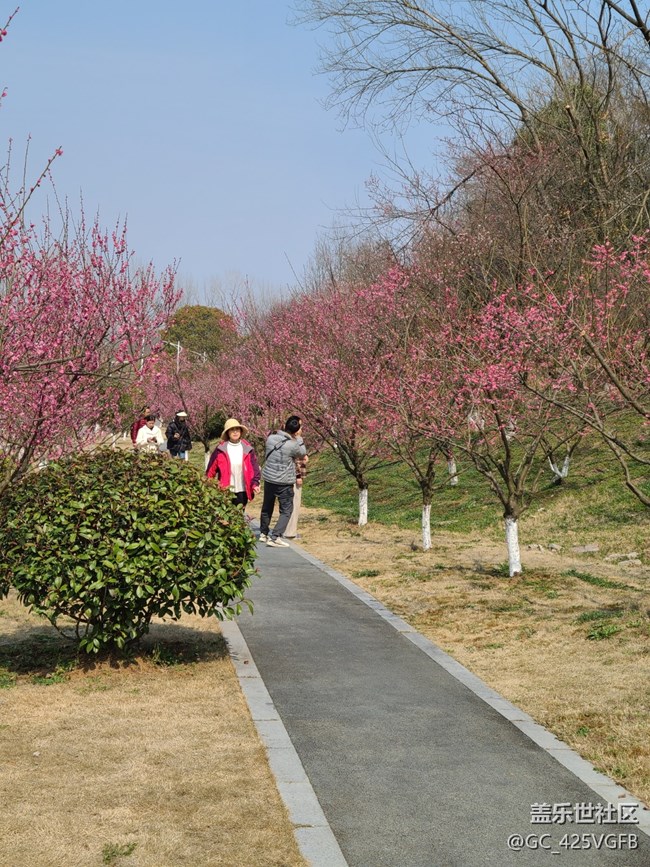 【迎接美好】賞梅花