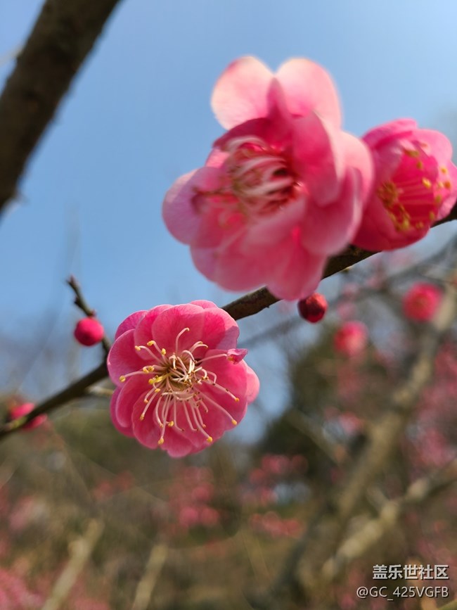 【迎接美好】賞梅花