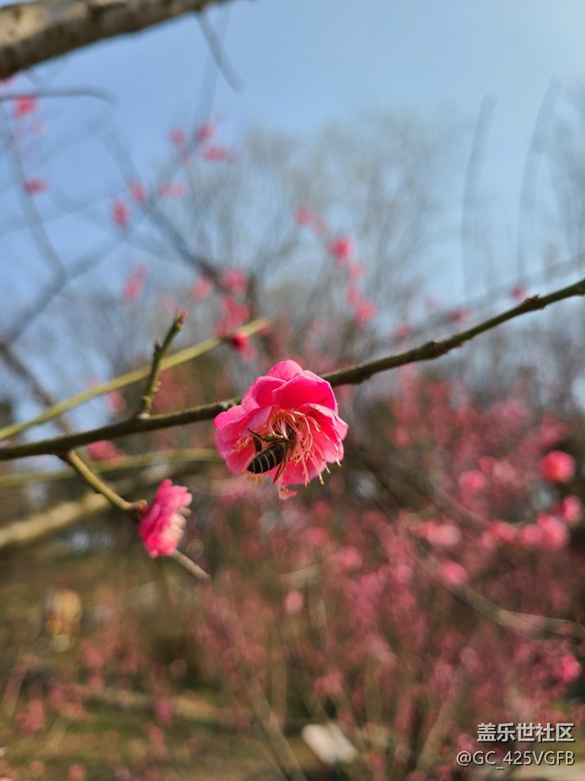 【迎接美好】賞梅花