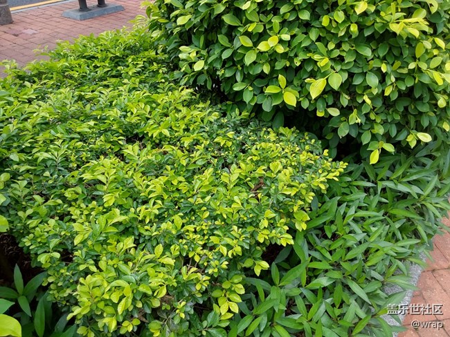 【萬物復(fù)蘇的春天】花開了