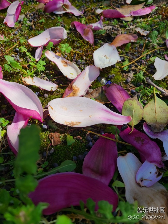 【春芽萌生】路邊花開