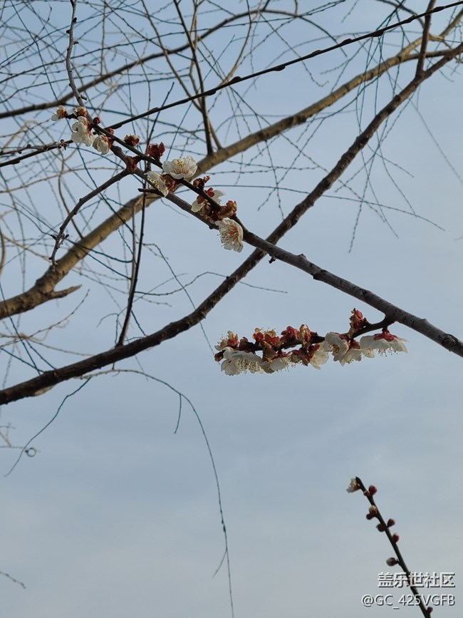 【春影留痕】早春美景