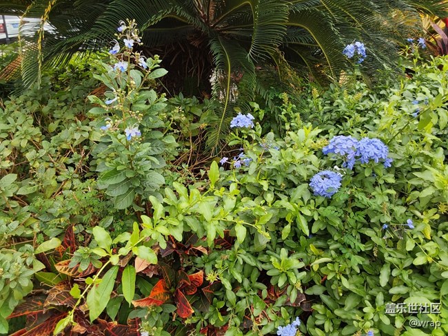 【萬物復(fù)蘇的春天】花開了