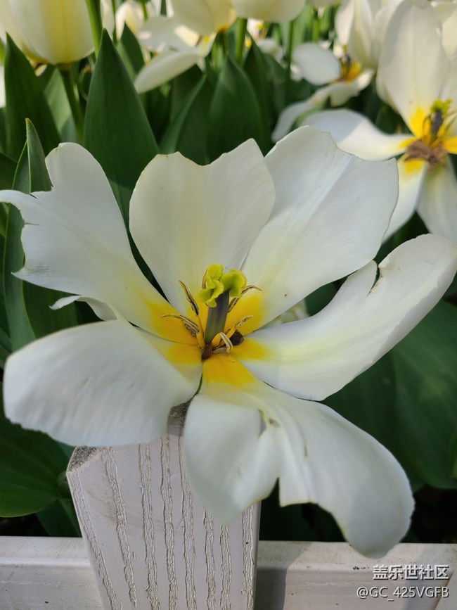 【生活中的小美好】 花開美景