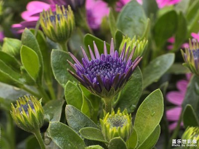 【用鏡頭丈量世界】春光里的微觀盛宴