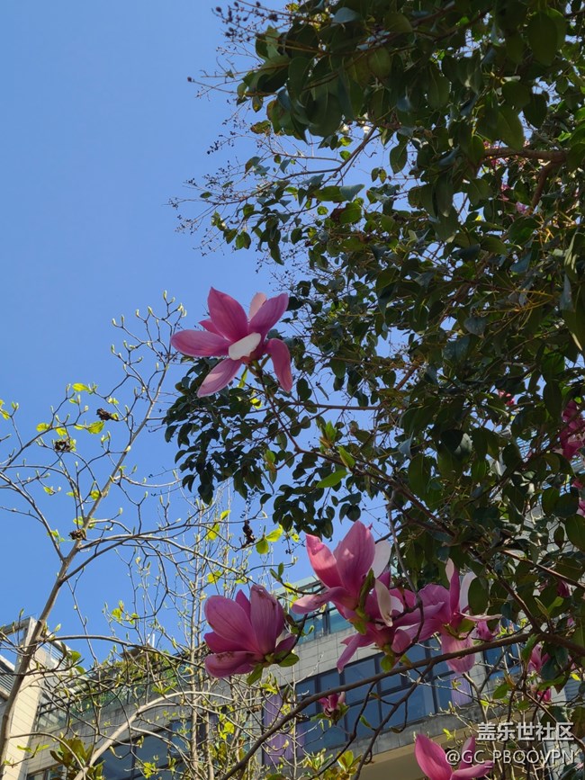 【春芽萌生】路邊花開