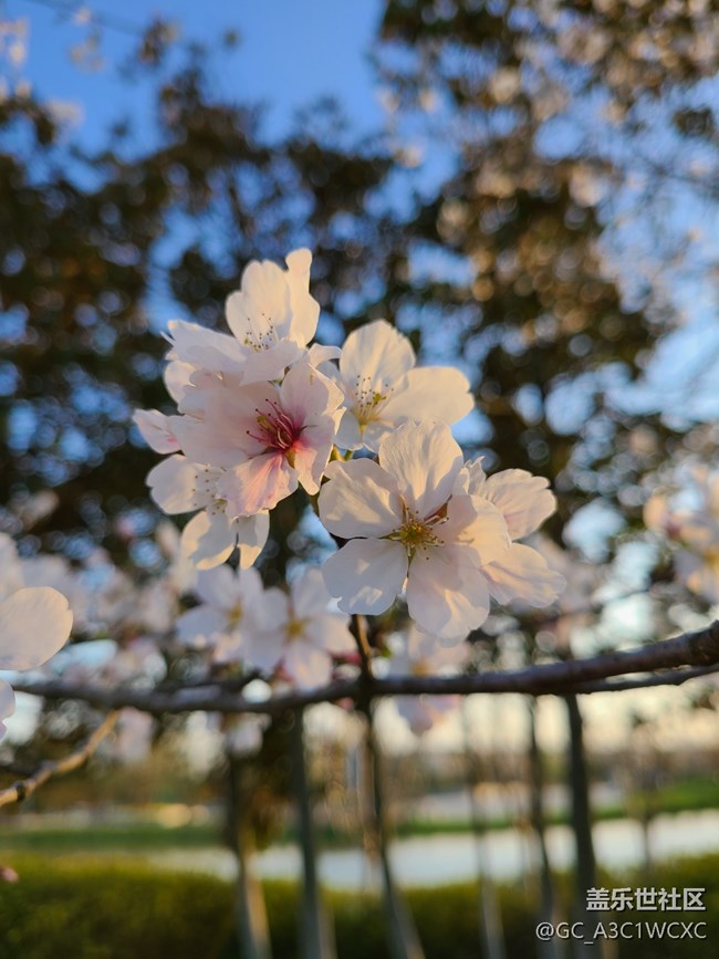 【春芽萌生】漂亮的樱花