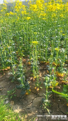 【醉春山】+春日暖陽(yáng)