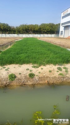 【醉春山】+春天綠油油