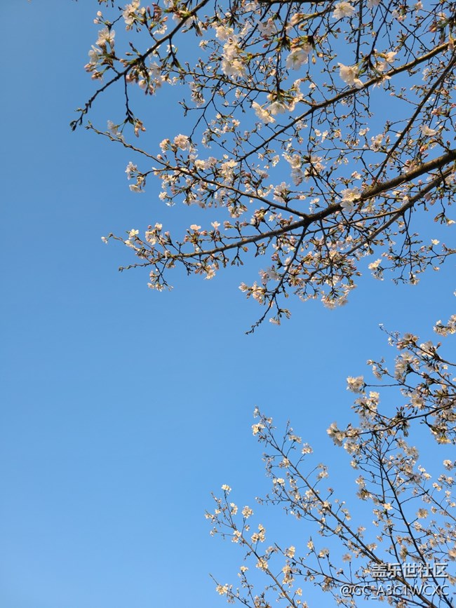 【春芽萌生】漂亮的櫻花