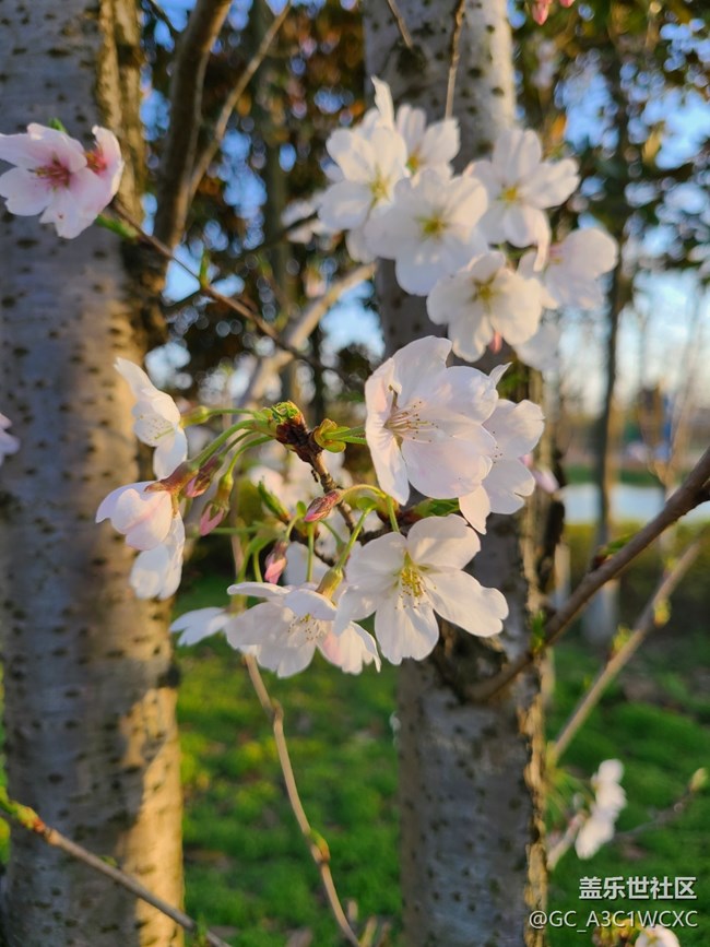 【春芽萌生】漂亮的櫻花