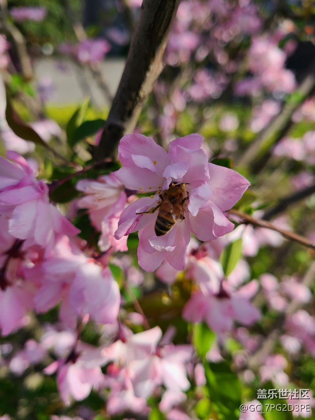 【春日元氣】春天的花