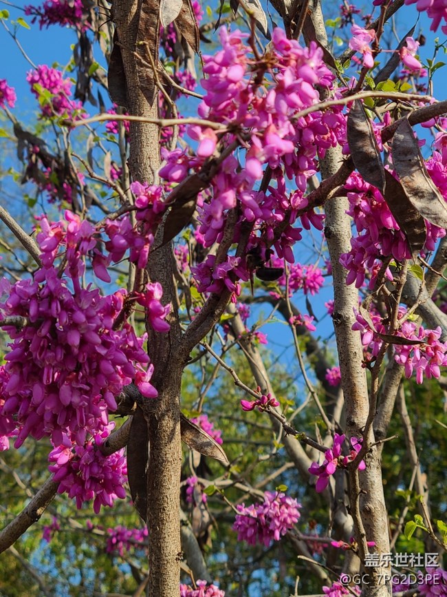 【春日元氣】春天的花