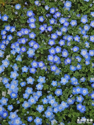 【用鏡頭丈量世界】＋各種花花