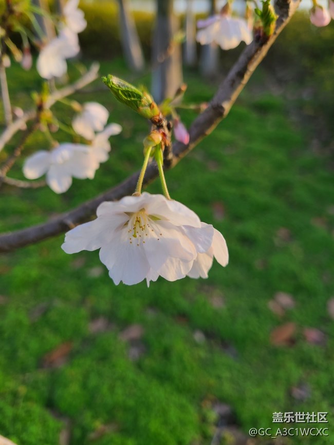 【春芽萌生】漂亮的櫻花
