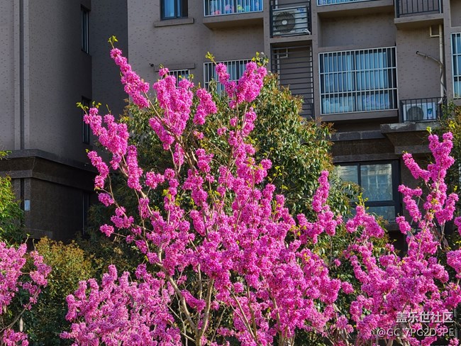 【春日元氣】春天的花