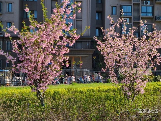 【春日元氣】春天的花